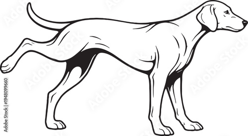 Weimaraner Marking Territory Leg Lift Side View Black and White Line Art Illustration