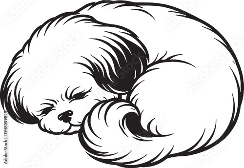 Shih Tzu Sleeping Curled Donut Top View Black and White Line Art Illustration