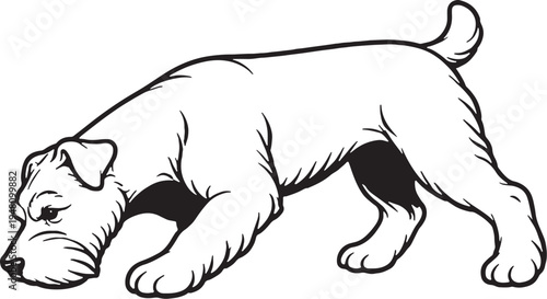 Miniature Schnauzer Sniff Tracking Nose Down Black and White Line Art Illustration