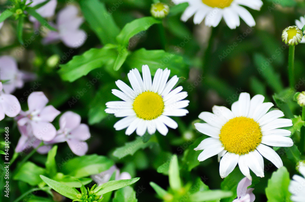 Fototapeta premium daisy flower or Japan daisy or Bellis perennis or purple daisy flower or Gold Carpet or Gloden Fleece or Asteraceae