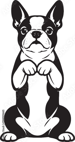 Boston Terrier Sitting Beg Pose Front View Black and White Line Art Vector Illustration