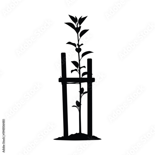 A young plant growing inside a small wooden trellis frame