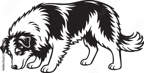 Australian Shepherd Eating Side View Black and White Line Art Vector