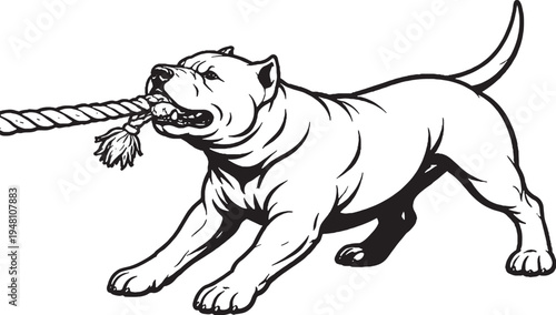 American Bully Tugging Rope Pull Stance Black and White Line Art Illustration