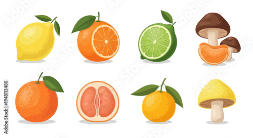 Fresh fruits and mushroom illustrations