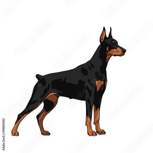 Doberman dog standing in profile with a sleek black and tan coat  