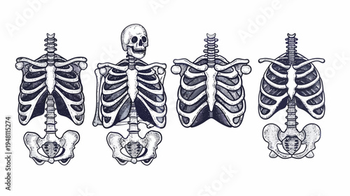 Artistic depiction of four skeletal torsos. Illustrations show spine, ribs, and pelvis