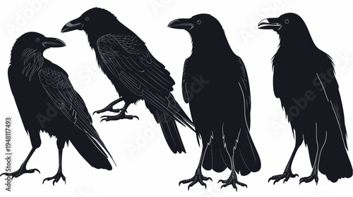 Four stylized black bird illustrations on white, differing poses, detailing wings and legs