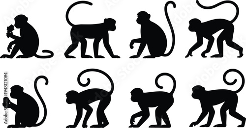 Monkey silhouette pose collection. Primate sitting, eating, walking and crouching positions. Curly tail jungle monkeys wildlife vector illustration set.