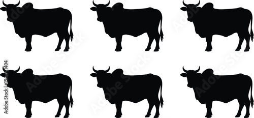 Zebu cattle silhouette set. Humped bull and cow standing poses collection. Tropical farm livestock animals isolated, zebu bovine vector illustration pack.