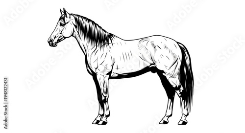 Detailed Black and White Illustration of a Standing Horse.