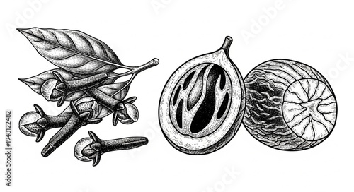 Detailed botanical illustration of cloves and nutmeg spices.
