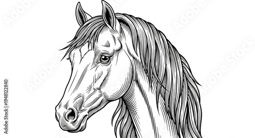 Detailed black and white drawing of a horses head.