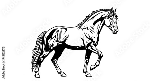 Elegant Black and White Horse Illustration with Detailed Musculature.