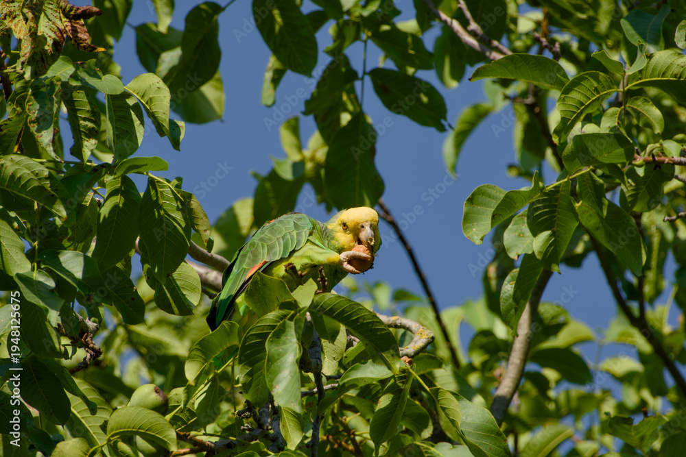 Fototapeta premium Yellow-headed amazon parrot feeding on walnut in tree