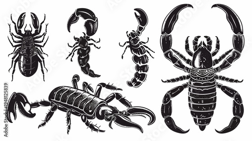 Detailed black and white illustration of various scorpion poses against a white backdrop