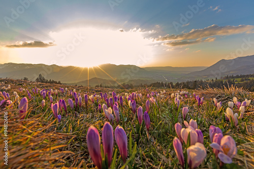 Krokusse - Frühling - Allgäu - Alpen - Berge - Blumen