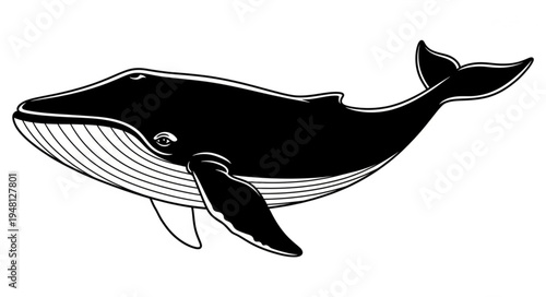 Detailed Black and White Illustration of a Humpback Whale in Motion.