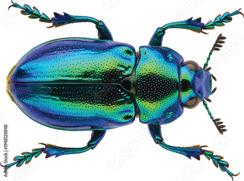 Iridescent Blue Beetle Isolated on White Background