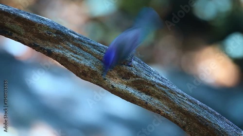Black-naped Monarch on a tree