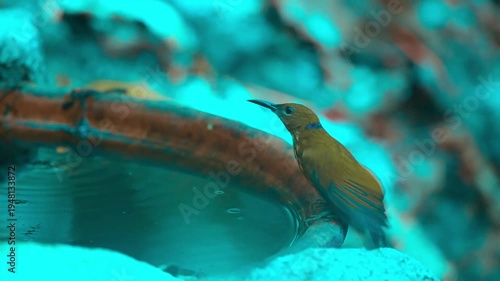 bird launching off from ground branch in thick tropical rainforest 