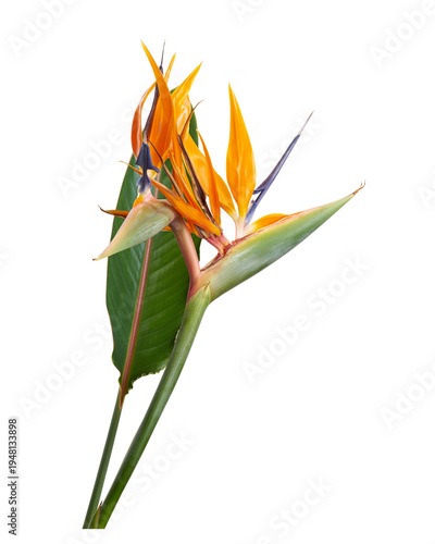 Принти на полотні Exotic Bird of Paradise flower isolated on transparent background with clipping path