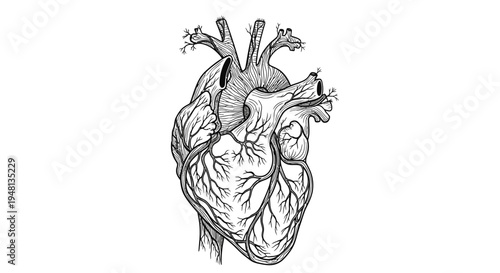 Detailed Human Heart Anatomy Illustration.