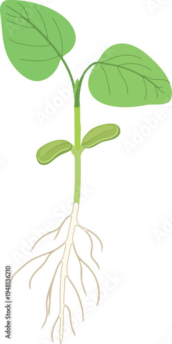 Young plant sprout of soybean (Glycine max) with leaves  isolated on white backgroun
