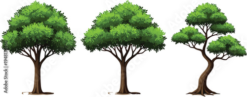Set of three detailed vector green trees with lush summer foliage and textured brown trunks isolated on white background for landscape nature and garden design.
