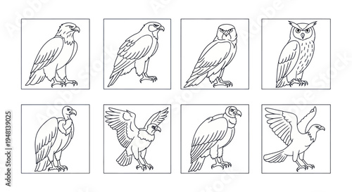 Collection of bird of prey illustrations