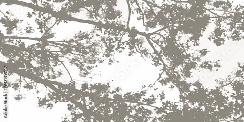 Silhouetted branches against a bright overcast sky create a natural frame