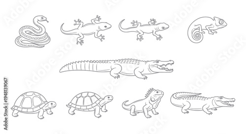 Collection of reptile illustrations