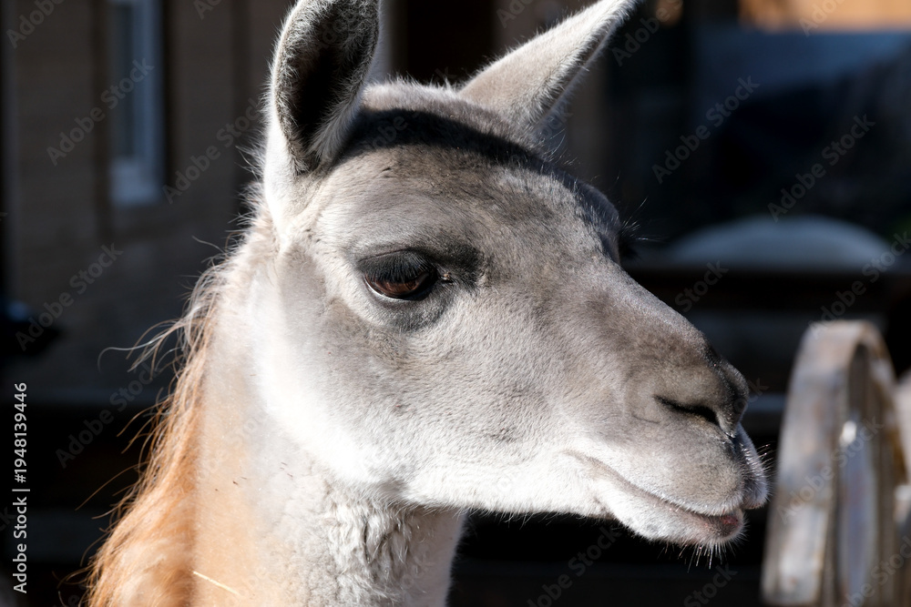 Obraz premium Lively llama graces the sunny afternoon at the farm