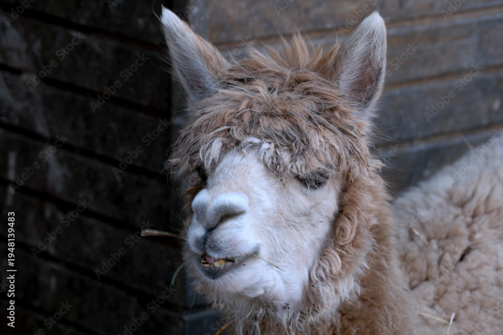 Naklejka premium Charming llama with fluffy fur enjoys a quiet moment in the barn