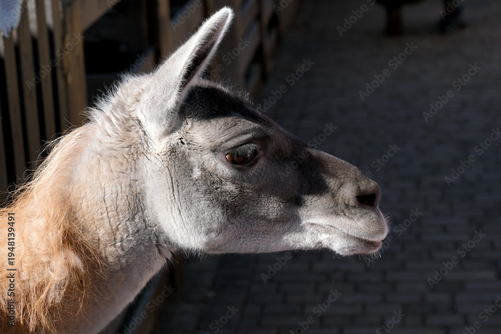 Naklejka premium Lively llama exploring its surroundings in a sunny animal exhibit