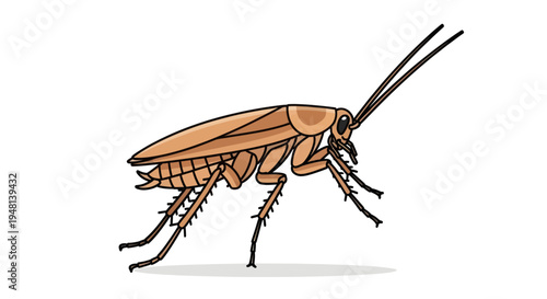 Brown cockroach illustration on white background