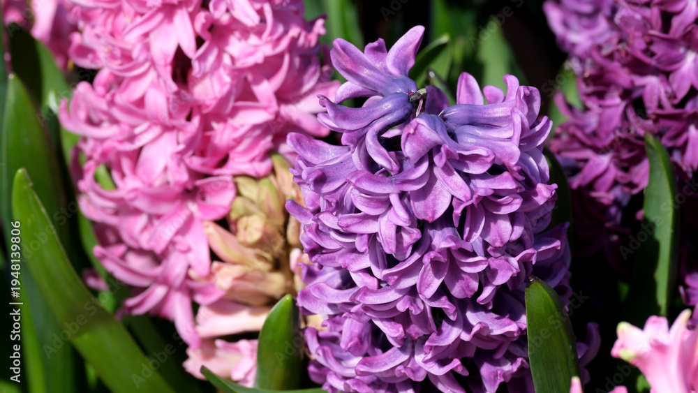 Obraz premium Colorful hyacinth flowers bloom in a vibrant garden during springtime