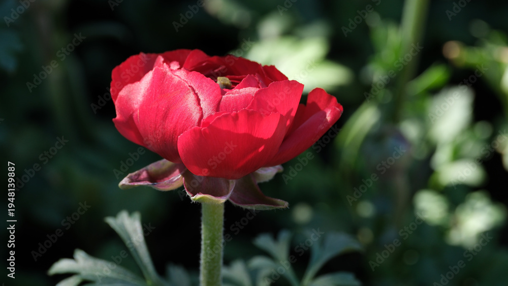 Obraz premium Bright red flower blooms in a sunlit garden during spring season