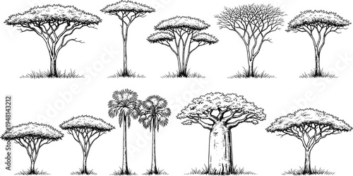 African Savanna Tree Vector Illustration Set Featuring Hand Drawn Line Art Silhouettes of Acacia Baobab and Palm Trees Isolated on White Background
