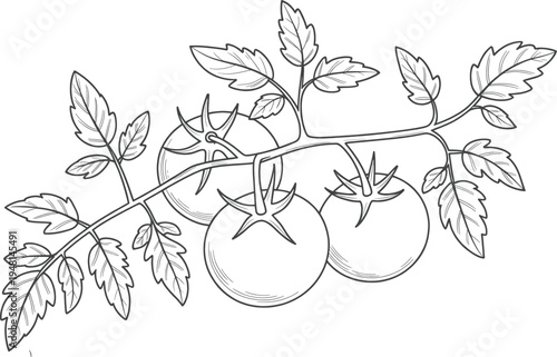 Three ripe tomatoes grow clustered together on a vine branch with detailed textured leaves, presented in a stylized black and white line drawing format.