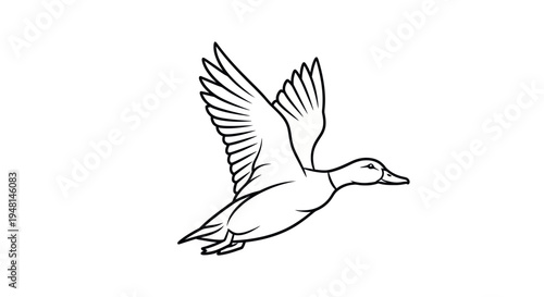 Flying duck in mid air motion.