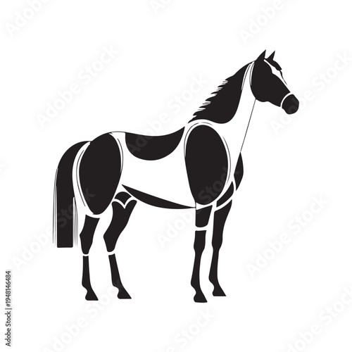 A horse's head and neck in a halter