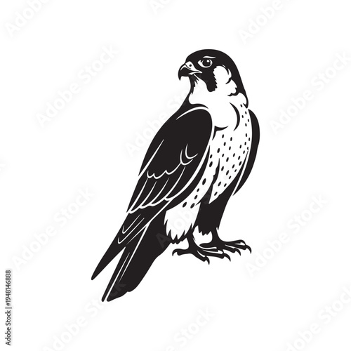 A gray and white drawing of a bird of prey