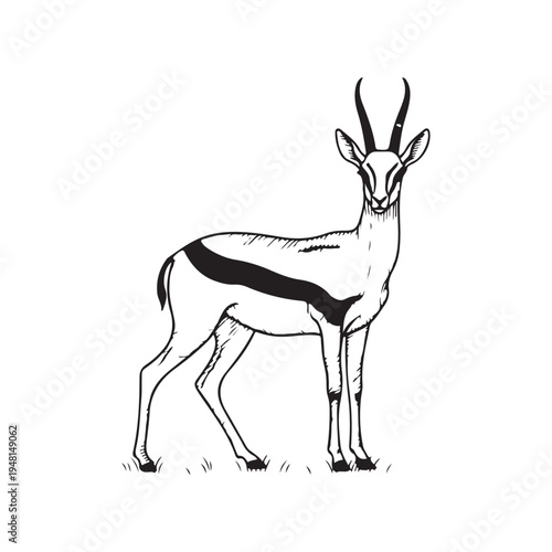 A close-up of an antelope with horns