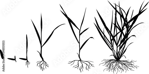 Growth stages of lawn grass (Perennial ryegrass or Lolium perenne)  plant silhouette. Life cycle of grass or wheat from seed to mature plant with roots. Vector illustration isolated on white
