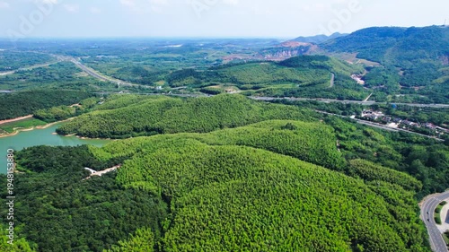 Wallpaper Mural 4K Aerial View of Bamboo Forest Sea Landscape Torontodigital.ca