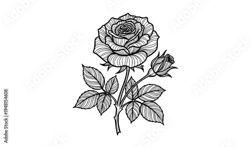 Elegant Rose with Bud and Leaves Detailed Floral Line Art Vector Illustration
