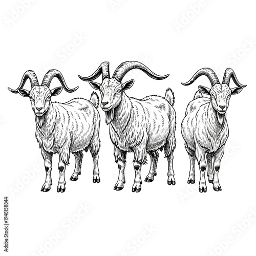 Three goats standing side by side with curved horns and white fur