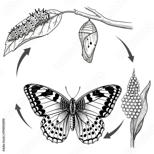 Butterfly life cycle stages from caterpillar to winged adult insect