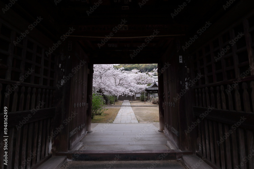 Fototapeta premium Cherry blossoms framed by temple gate in Onomichi Hiroshima Japan